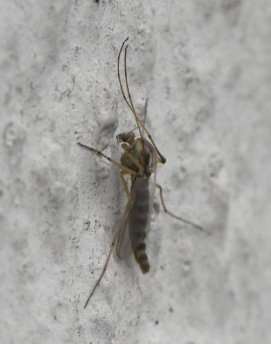 Chironomus sp.